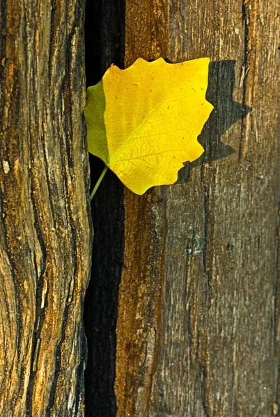 Hoja Amarilla Caída Del Árbol Entre Dos Bosques Otoño —  Fotos de Stock