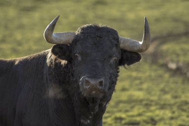 Cesur siyah kestane boynuzlu boğa tarladaki kameraya bakıyor