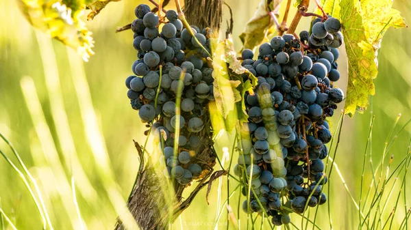 Druivencluster Van Het Type Syrah Wijngaard Bij Zonsondergang — Stockfoto