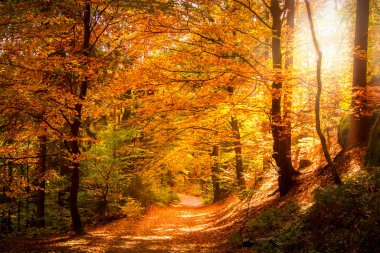 Sonbaharda ormanda ağaçların arasından süzülen sonbahar ışıklarıyla