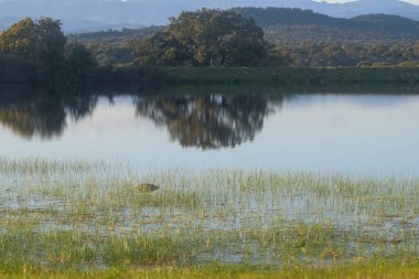 Büyük bir Holm Oak (Encina) ağacının ve durgun suların etrafındaki bitki örtüsünün mükemmel bir yansımasını barındıran sakin bir gölet veya küçük bir su deposu manzarası. Ön planda, sulardan çıkan yemyeşil çimenler hakim. 