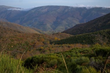 Caceres, Extremadura 'daki Jerte Valley dağ yamaçlarının geniş manzarası. Manzarada derin vadiler, alçak bulutlar ve zengin yeşil, kahverengi ve sarı sonbahar yaprakları ile çalılık ve ormanın bir karışımı yer alır.