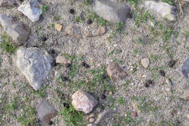 Küçük taşlar ve yeşil filizlerle kumlu toprağa saçılmış keçi dışkıları doğal bir kırsal doku yaratıyor.