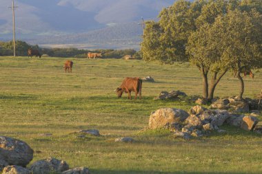 Kahverengi inekler yeşil çayırlarda otluyor meşe ağaçları kayalar ve uzak dağlar sıcak altın ışık altında geleneksel kırsal tarım manzarasını gösteriyor