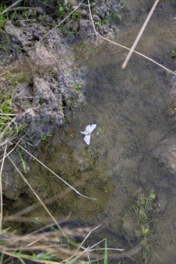 Çimen ve toprak ile sığ sularda yüzen ölü beyaz kelebeğin üst görüntüsü yaşamın kırılganlığını temsil ediyor doğa çevresel etkiyi ve hassas ekosistem kavramlarını temsil ediyor