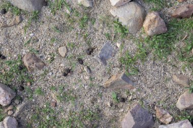 Küçük kayalar ve yeşil çimenler ile kumlu topraklarda keçi dışkılarının en üst görüntüsü çiftlik hayvanlarını temsil eden kırsal çiftlik hayvancılığını ve kırsal çevreyi temsil ediyor.