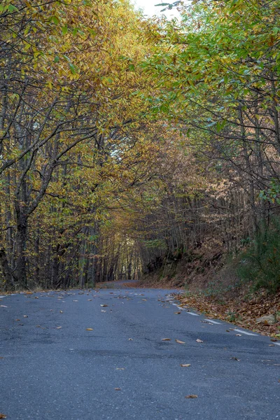 Sonbahar ormanı boyunca sessiz ve dolambaçlı bir yol. Renkli yapraklarla asfalt manzaralı kırsal arka planda yapraklar ve düşen yapraklar oluşturur.