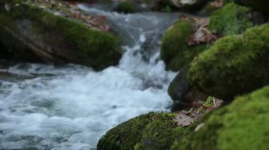 Sakin orman deresi, yosunlu kayaların üzerinde akan suyla ve yeşil çimenlerle huzur dolu doğal arka plan refah çevresi için ideal ekoloji ve rahatlama kavramları için.