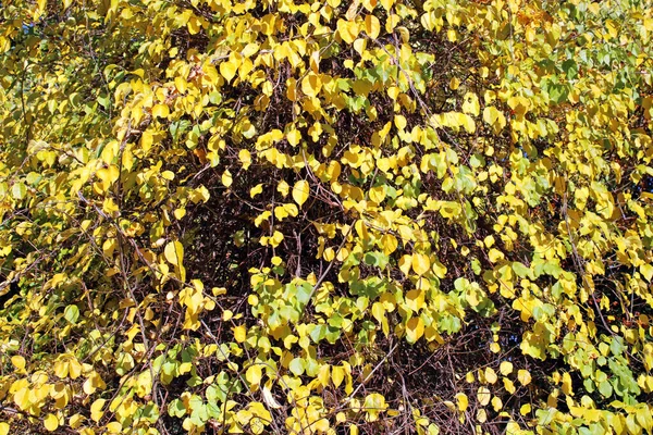 Zagreb, Hırvatistan ve Avrupa 'da bir parkta sonbaharın başlangıcı