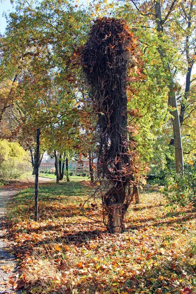 Zagreb Hırvatistan Avrupa Bir Parkta Sonbaharın Başlangıcı — Stok fotoğraf