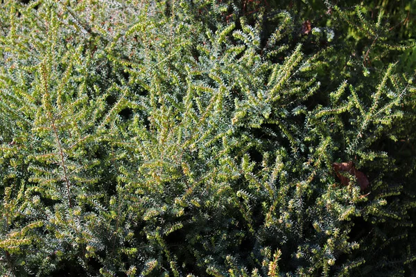 Erica Xdarleyensis Осень Парках Загреба Хорватия Европа — стоковое фото