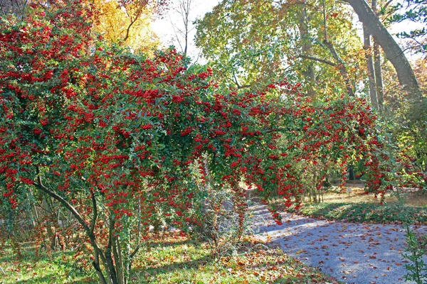 Pyracantha angustifolia, Zagreb, Hırvatistan ve Avrupa 'nın parklarında sonbahar