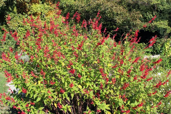 Salvia Elegans Ananas Barevný Začátek Podzimu Krásných Parcích Záhřebu Chorvatsko — Stock fotografie