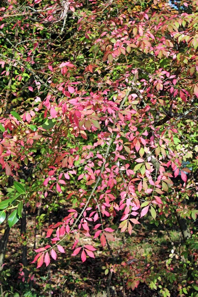 Euonymus Alatus Πολύχρωμη Αρχή Του Φθινοπώρου Στα Όμορφα Πάρκα Του — Φωτογραφία Αρχείου