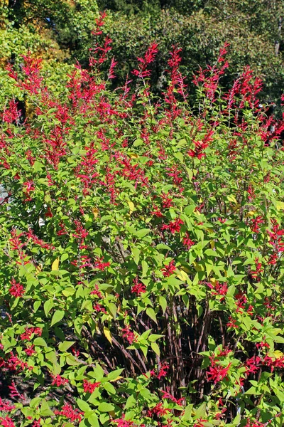 Salvia Elegans Ananas Barevný Začátek Podzimu Krásných Parcích Záhřebu Chorvatsko — Stock fotografie