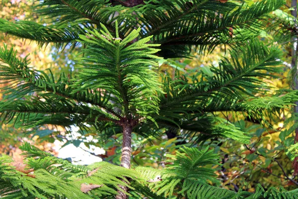 Araucaria Heterophylla Πολύχρωμη Αρχή Του Φθινοπώρου Στα Όμορφα Πάρκα Του — Φωτογραφία Αρχείου