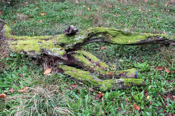 Otoño Los Parques Zagreb Croacia Europa — Foto de Stock