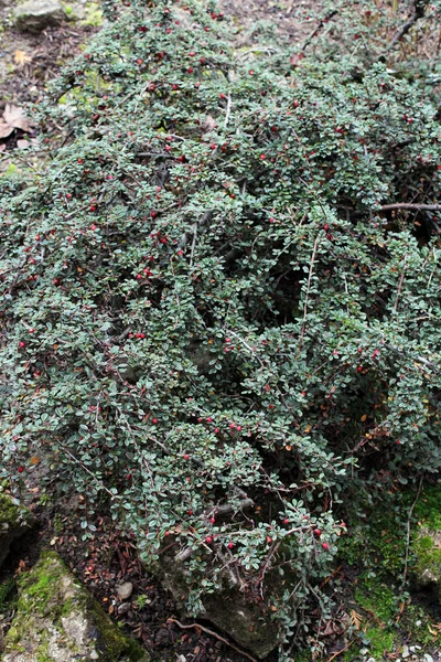 Cotoneaster microphyllus Lindl, Zagreb, Hırvatistan ve Avrupa 'nın parklarında sonbahar