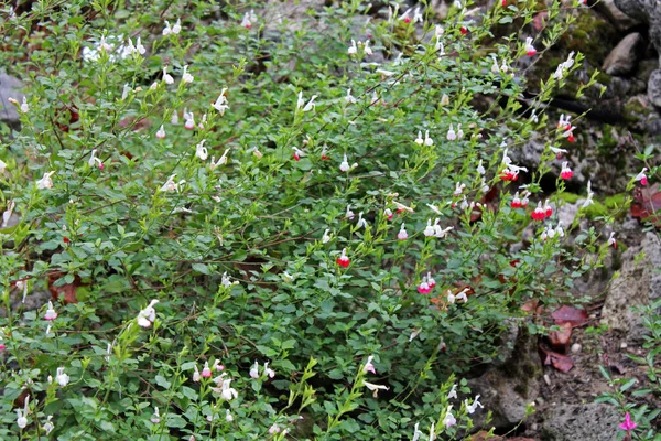 Salvia Microphylla Pink Blush Autunno Nei Parchi Zagabria Croazia Europa Immagini Stock Royalty Free