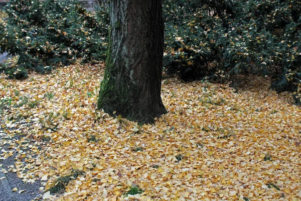 Listy Gingko Biloba Podzim Parcích Záhřeb Chorvatsko Evropa — Stock fotografie