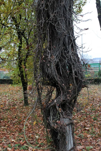 Parthenocissus Quinquefolia Otoño Los Parques Zagreb Croacia Europa — Foto de Stock