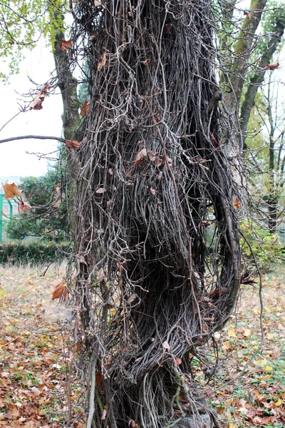 Parthenocissus Quinquefolia Otoño Los Parques Zagreb Croacia Europa — Foto de Stock