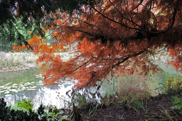 Taxodium Distichum Rich Дерево Красочная Осень Парках Загреба Хорватия Европа — стоковое фото