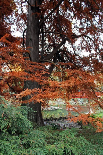 Taxodium Distichum Rich Tree Colorful Autumn Parks Zagreb Croatia Europe — Stock Photo, Image