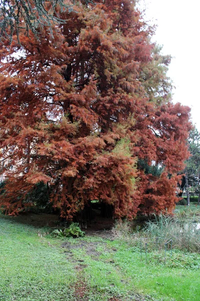 Taxodium Distichum Πλούσιο Δέντρο Πολύχρωμο Φθινόπωρο Στα Πάρκα Ζάγκρεμπ Κροατίας — Φωτογραφία Αρχείου