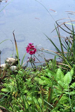 Böceksi (etobur) bitkilerle dolu bataklık, Zagrep, Hırvatistan ve Avrupa 'nın güzel parklarında sonbaharın renkli başlangıcı