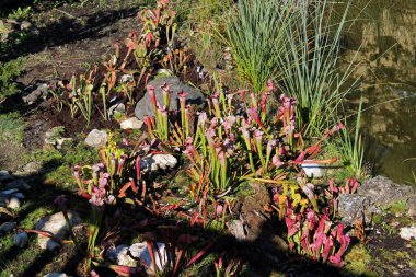 Böceksi (etobur) bitkilerle dolu bataklık, Zagrep, Hırvatistan ve Avrupa 'nın güzel parklarında sonbaharın renkli başlangıcı