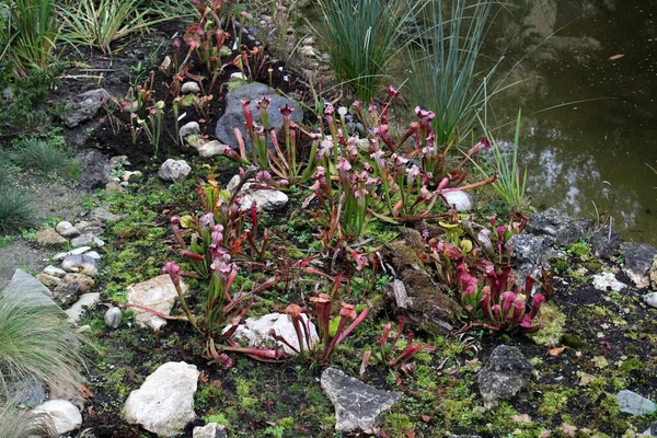 虫のいる湿地 肉食植物 ザグレブ クロアチア ヨーロッパの美しい公園での秋のカラフルな始まり — ストック写真