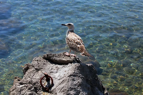 크로아티아 아드리아해안의 이카만 갈매기들 — 스톡 사진