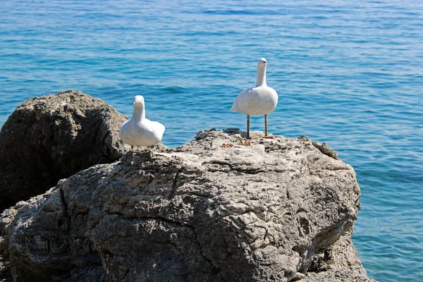 Artificial Seagulls Figures Shore Ika Kvarner Bay Adriatic Shore Croatia — 스톡 사진