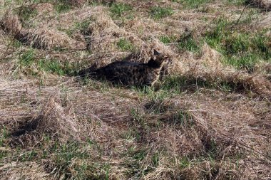 Zagreb, Hırvatistan ve Avrupa 'nın çevrelerinde ilkbahar başlıyor