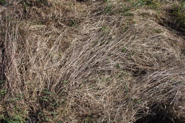 Zagreb, Hırvatistan ve Avrupa 'nın çevrelerinde ilkbahar başlıyor