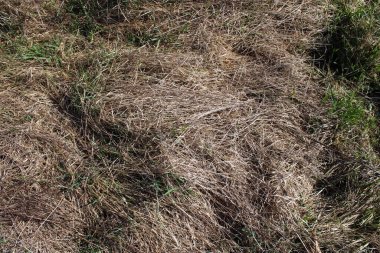 Zagreb, Hırvatistan ve Avrupa 'nın çevrelerinde ilkbahar başlıyor