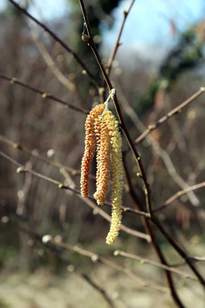 Zagreb, Hırvatistan ve Avrupa 'nın çevrelerinde ilkbahar başlıyor