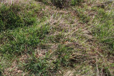 Zagreb, Hırvatistan ve Avrupa 'nın çevrelerinde ilkbahar başlıyor