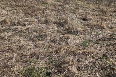 Zagreb, Hırvatistan ve Avrupa 'nın çevrelerinde ilkbahar başlıyor