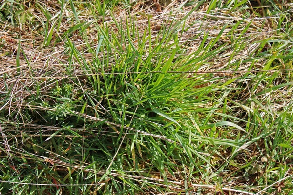 Zagreb, Hırvatistan ve Avrupa 'nın çevrelerinde ilkbahar başlıyor