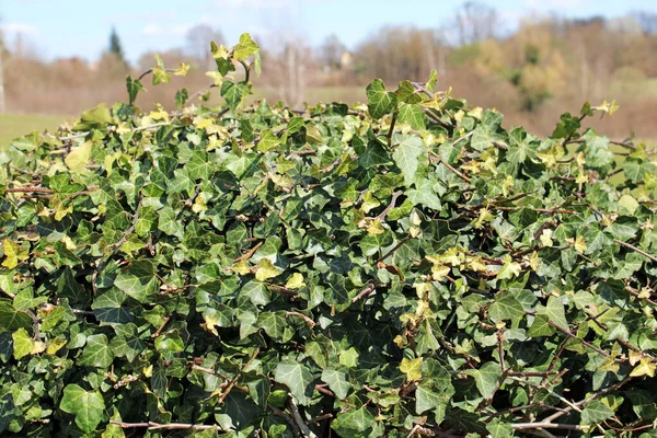 Zagreb, Hırvatistan ve Avrupa 'nın çevrelerinde ilkbahar başlıyor