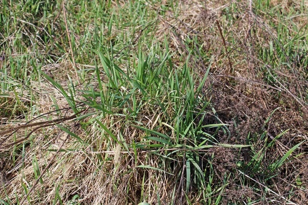 Zagreb, Hırvatistan ve Avrupa 'nın çevrelerinde ilkbahar başlıyor