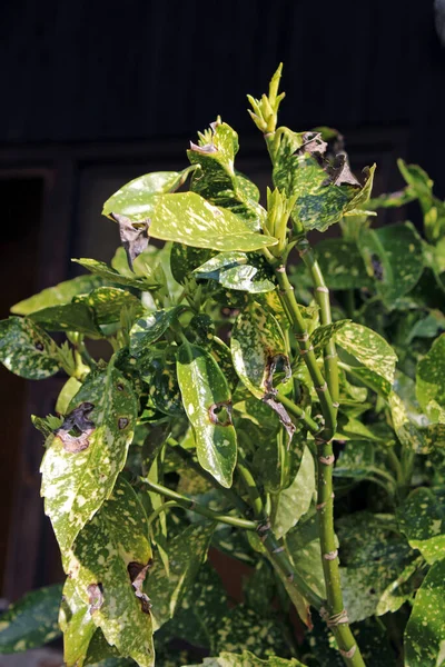 Zagreb, Hırvatistan ve Avrupa 'nın çevrelerinde ilkbahar başlıyor