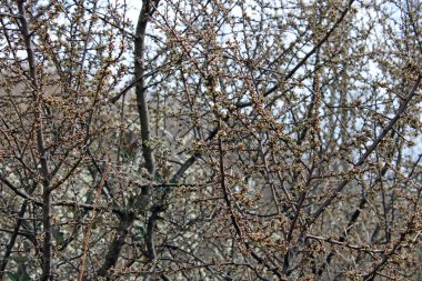 Mart 'ta Zagreb, Hırvatistan ve Avrupa' nın çevresinde ilkbahar başlıyor