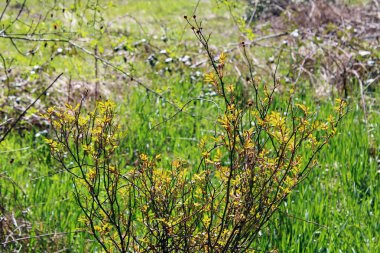 Mart 'ta Zagreb, Hırvatistan ve Avrupa' nın çevresinde ilkbahar başlıyor