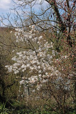 Mart 'ta Zagreb, Hırvatistan ve Avrupa' nın çevresinde ilkbahar başlıyor