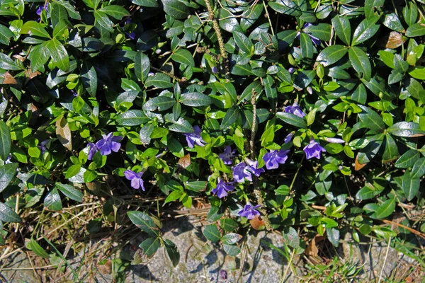 Mart 'ta Zagreb, Hırvatistan ve Avrupa' nın çevresinde ilkbahar başlıyor