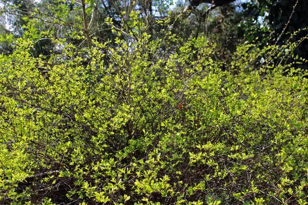 Mart 'ta Zagreb, Hırvatistan ve Avrupa' nın çevresinde ilkbahar başlıyor