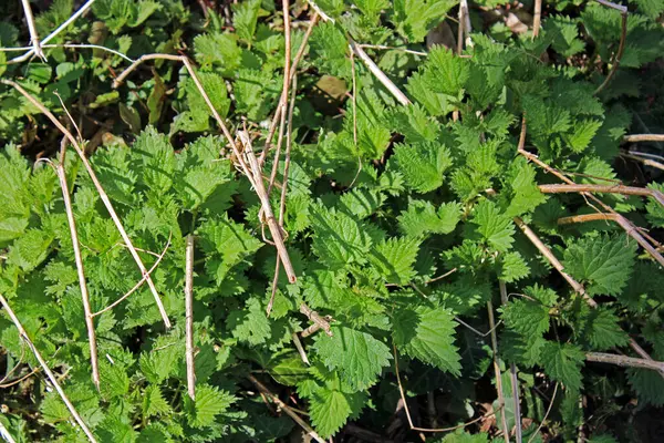 Lente Vanaf Maart Omgeving Van Zagreb Kroatië Europa — Stockfoto